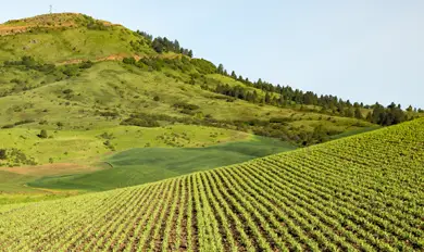 chickpea farming